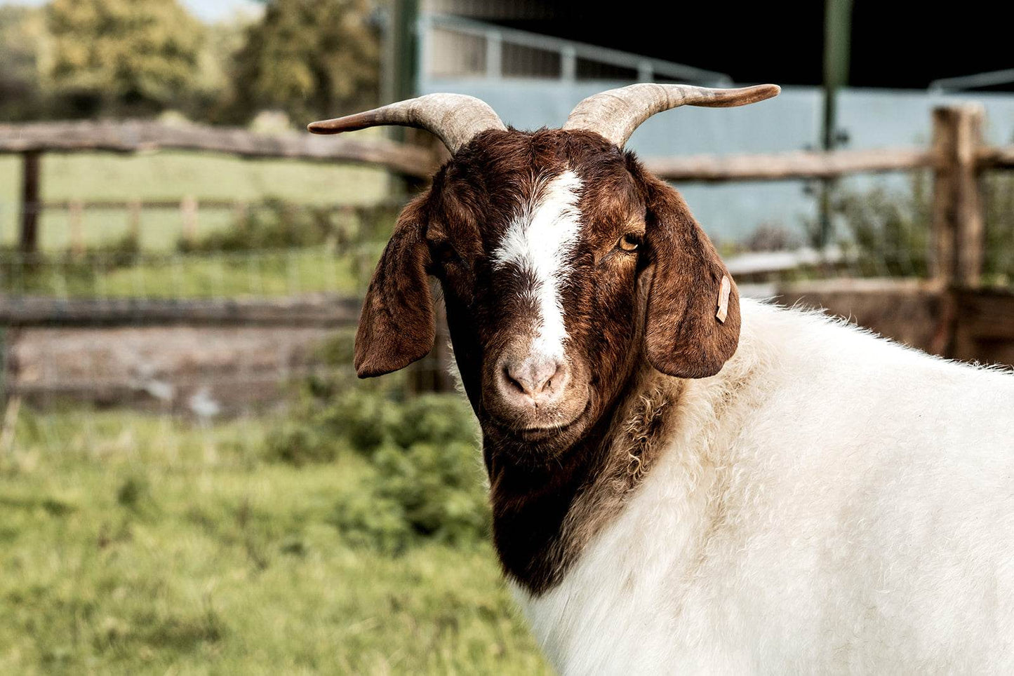 Goat - Paley Farm