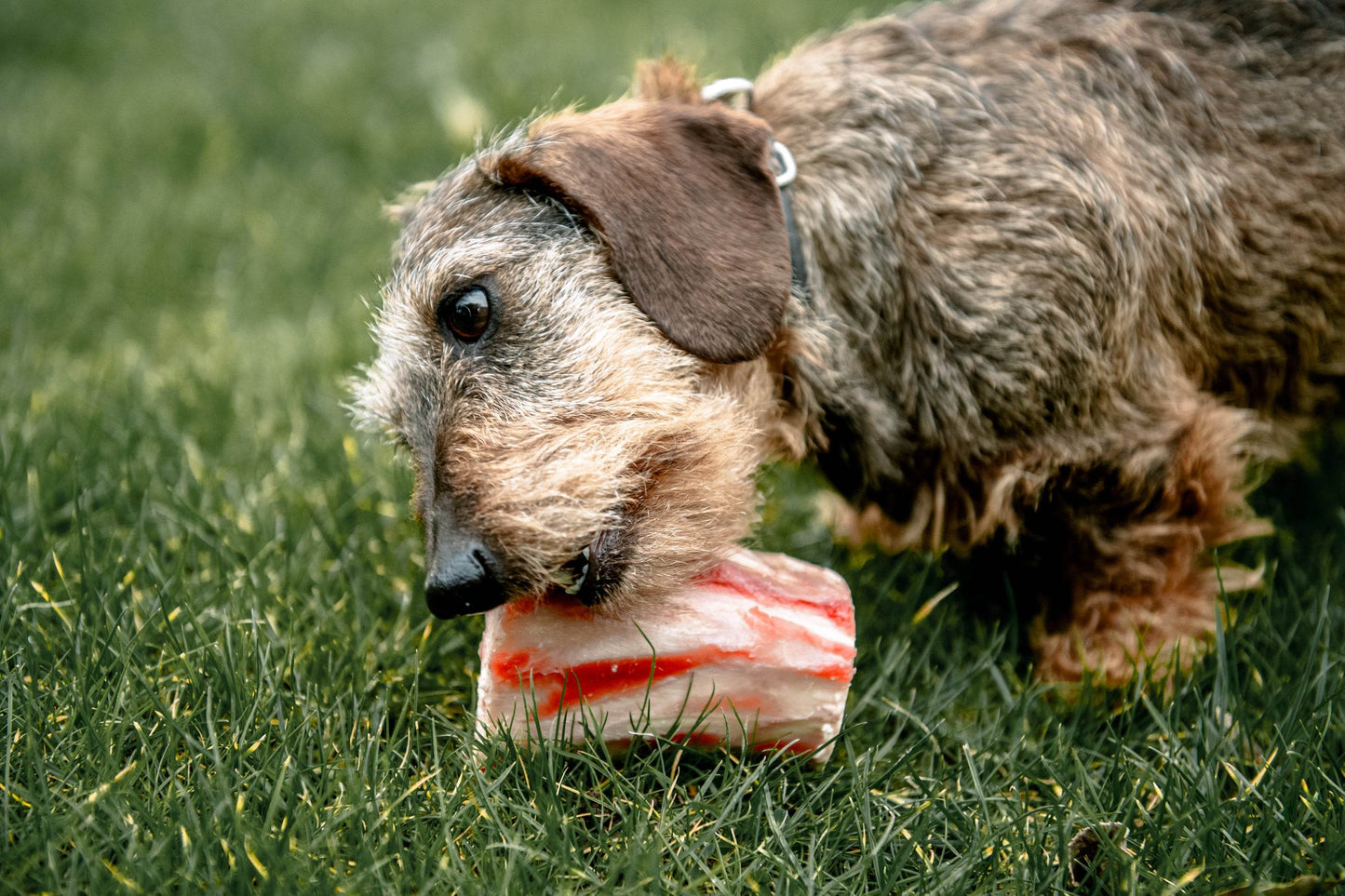 Dog Bone - Paley Farm