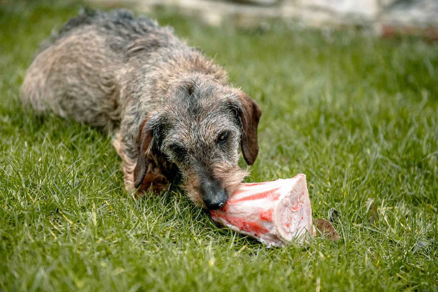 Dog Bone - Paley Farm