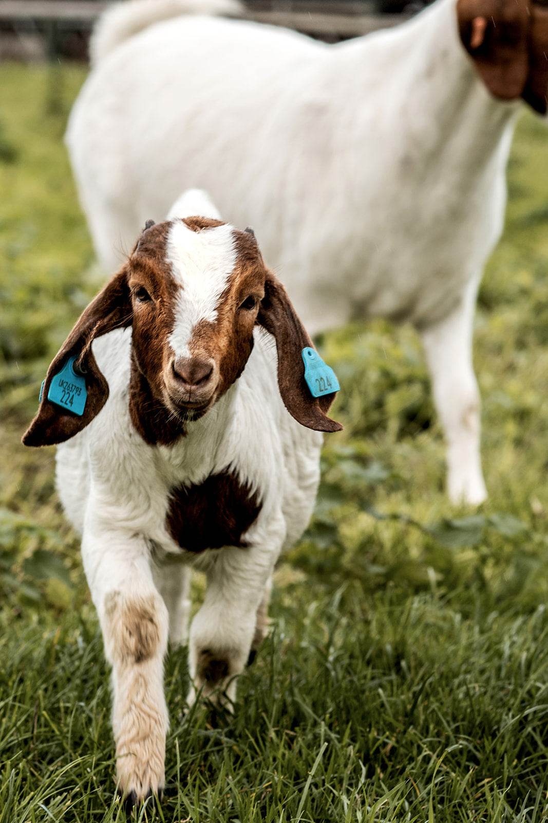 Goat - Paley Farm