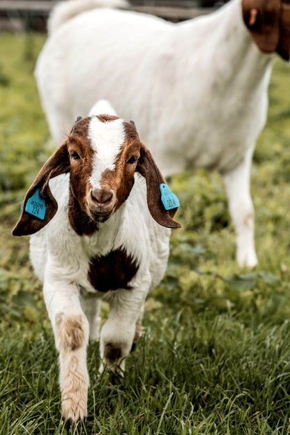 Goat - Paley Farm