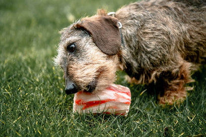 Dog Bone - Paley Farm